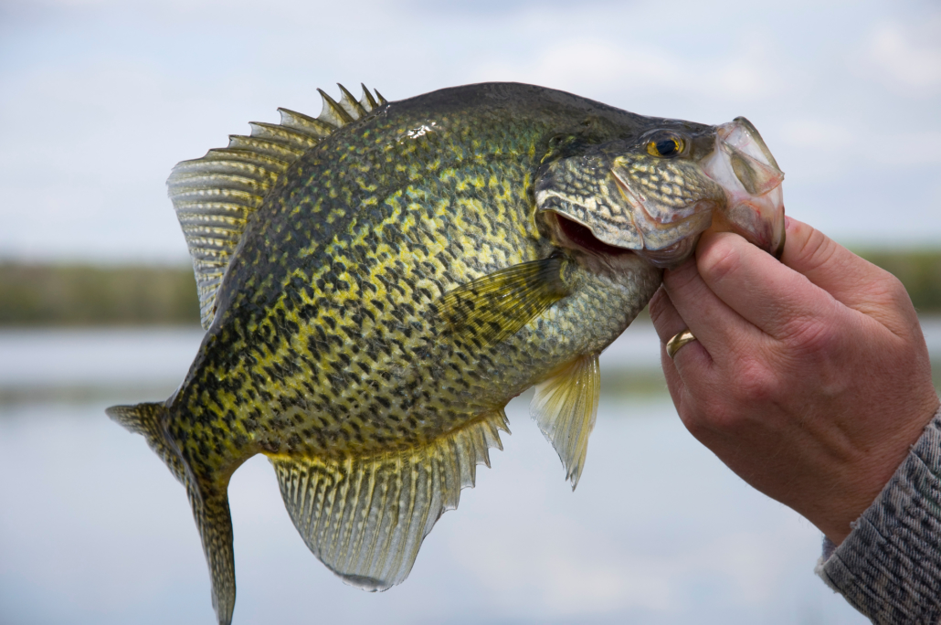 Dock Fishing is Ice Fishing for Crappie – Southern-Style